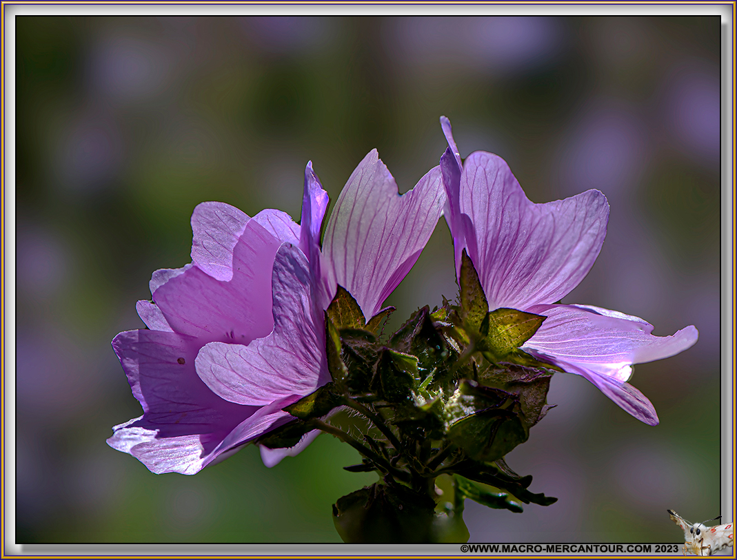 Mauve alcée